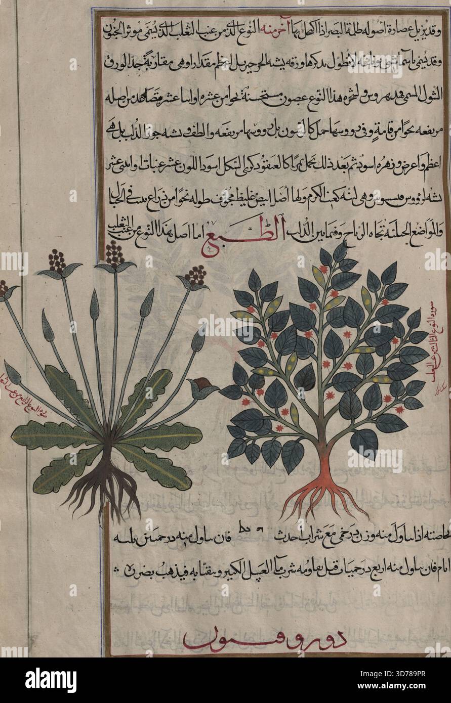 L'illustrazione mostra due piante su una pagina. A destra è raffigurata la terza varietà di tonalità notte, che misura 18,1 x 13,4 cm. A sinistra è mostrata una pianta sconosciuta etichettata come quarta varietà di tonalità notte, con dimensioni di 18 x 14 cm. L'opera è attribuita a Mîrzâ Bâqir e risale al 1889-1890, probabilmente creata a Teheran o Mashhad Foto Stock