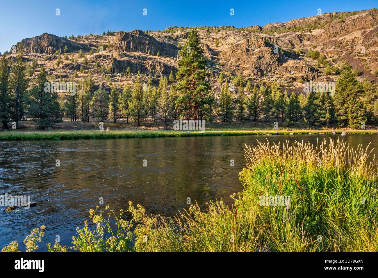 Affioramenti rocciosi di basalto sul fiume Crooked presso il Cobble Rock Campground, erba di canne, Crooked River Natl Wild e Scenic River, a sud di Prineville, Oregon Foto Stock