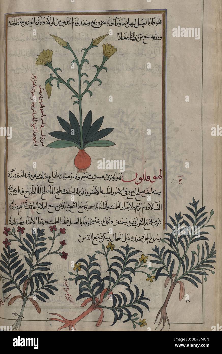L'illustrazione raffigura il giglio di Martagona (Lilium chalcedonicum) e il fiore di parrucchiere (Cheiranthus cheiri; Matthiola incana; Matthiola tricuspidata). Tre varietà di Wallflower sono raffigurate in rosso, giallo e bianco. L'opera è attribuita a Mîrzâ Bâqir e si trova sul folio 164v. Fu creato tra il 1889 e il 1890, probabilmente a Teheran o Mashhad. Le dimensioni della sezione superiore sono 19,5 x 9,8 cm, mentre la sezione inferiore misura 18,5 x 3,1 cm Foto Stock