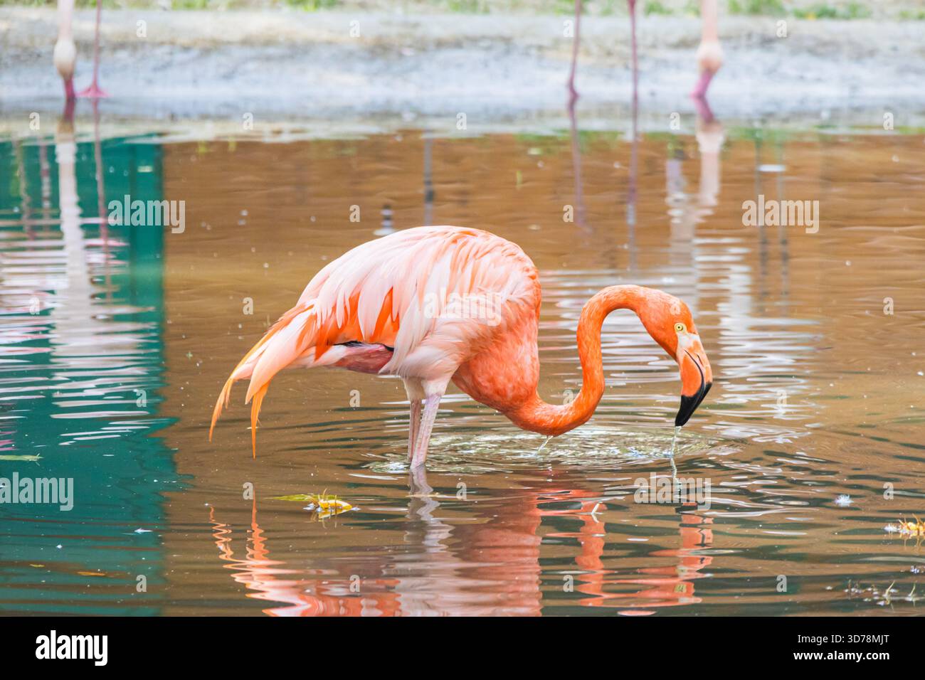 Un fenicottero rosa-arancione brillante estende il suo lungo collo ricurvo per bere o nutrirsi dall'acqua poco profonda e increspata nel suo recinto. Foto Stock