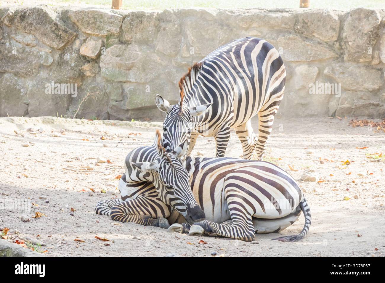 Un paio di zebre africane di Burchell, una in piedi e una sdraiata, che si legano affettuosamente sul terreno asciutto e sabbioso sotto la calda luce del sole. Foto Stock