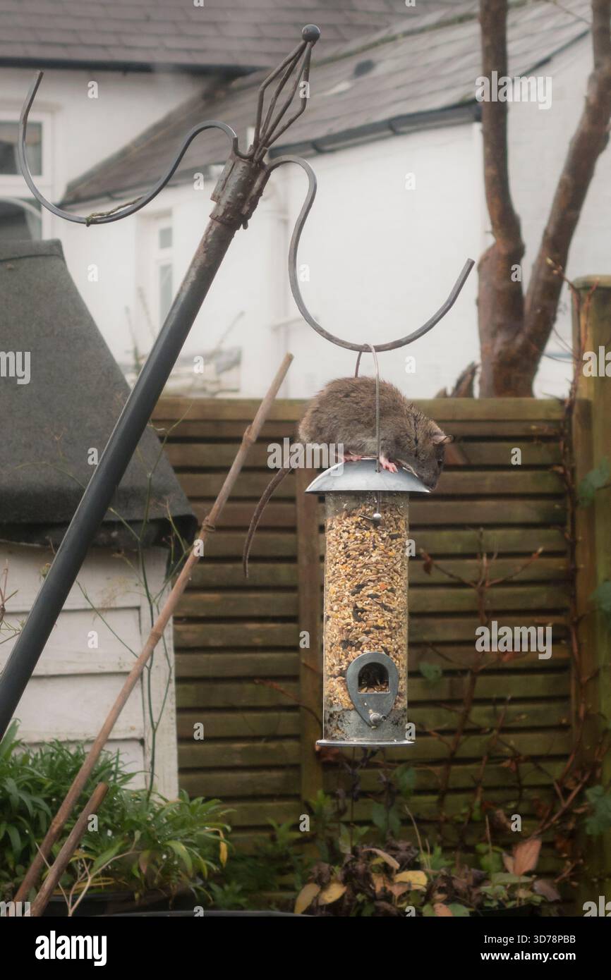 Un giovane ratto bruno (Rattus norvegicus o ratto comune) su un alimento per uccelli in un giardino suburbano (UK) Foto Stock