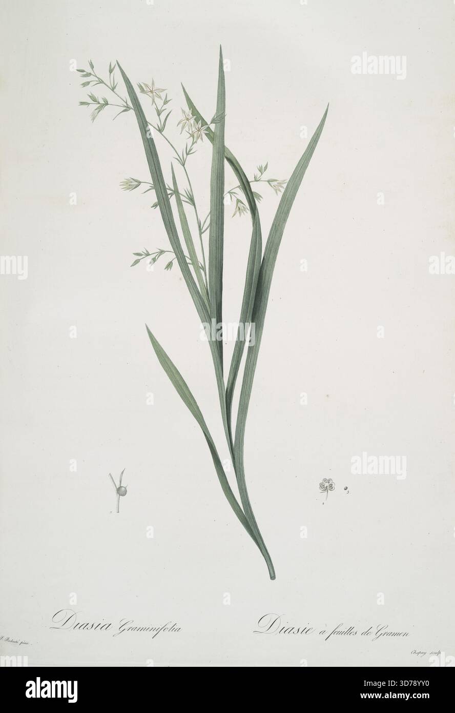 Diasia graminifolia, creata tra il 1805 e il 1816 da Pierre Joseph Redouté (1759-1840). L'illustrazione raffigura la Melasphaerula, nota anche come Diasie à feuilles de gramen. Pubblicato a Parigi da Chez l'Auteur e impr. De Didot Jeune, questa è una seconda edizione limitata di una monografia in più parti incentrata su foglie, fiori e botanica di gigli Foto Stock