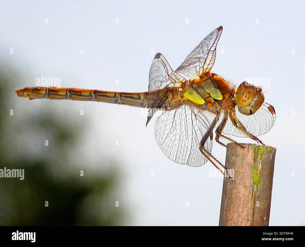 Dragonfly in un giardino Foto Stock