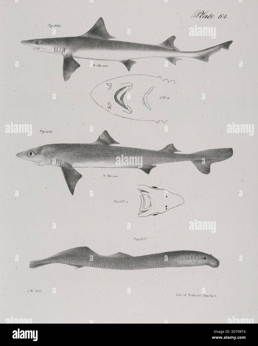 Il testo comprende illustrazioni e descrizioni di tre specie di pesci 209. Il pesce tonno americano (mustelus canis), con un'immagine che mostra la parte inferiore della testa; 210. Lo Spiny Dog-FISH (Spinax acanthias), con un'immagine della sua parte inferiore; e 211. Il piccolo Lamprey (appendice Petromyzon). Il materiale fu pubblicato tra il 1842 e il 1844 ad Albany, e le dimensioni del testo sono di 28,5 x 22 cm Foto Stock