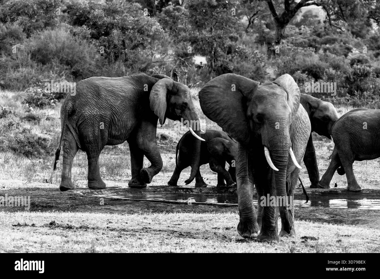 Vista in bianco e nero di una mandria di elefanti africani in un piccolo pozzo d'acqua nel Parco Nazionale di Kruger, in Sudafrica Foto Stock