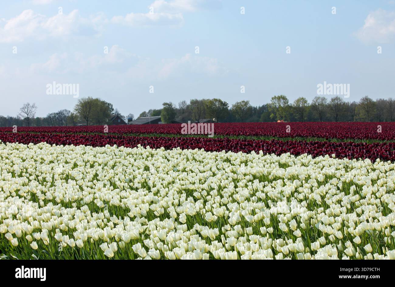 Prato illuminato dal sole con tulipani rossi e bianchi in fiore Foto Stock
