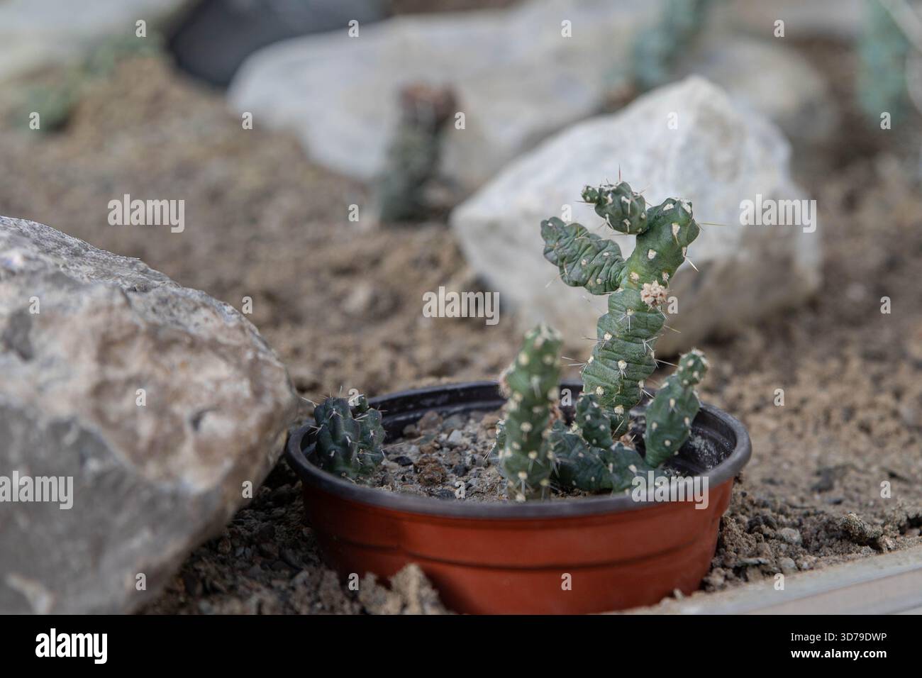 Un piccolo cactus in vaso è adagiato su uno sfondo di pietre naturali e terreno secco. Il cactus ha uno stelo angolare segmentato con piccole spine. Foto Stock