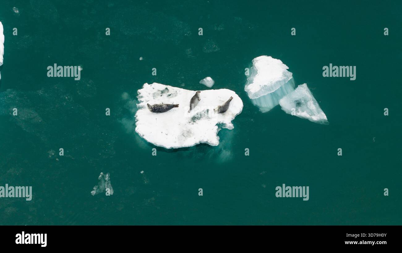 Vista aerea delle foche che si crogiolano su un iceberg incontaminato e isolato tra le tranquille e profonde acque turchesi di Jokulsarlon, Sveitarfelagid Hornafjordur, i Foto Stock