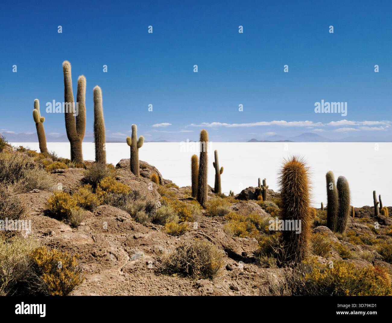 Cactus gigante Leucostele atacamensi a Isla Incahuasi o Cactus Island sulle distese saline di Uyuni in Bolivia Foto Stock