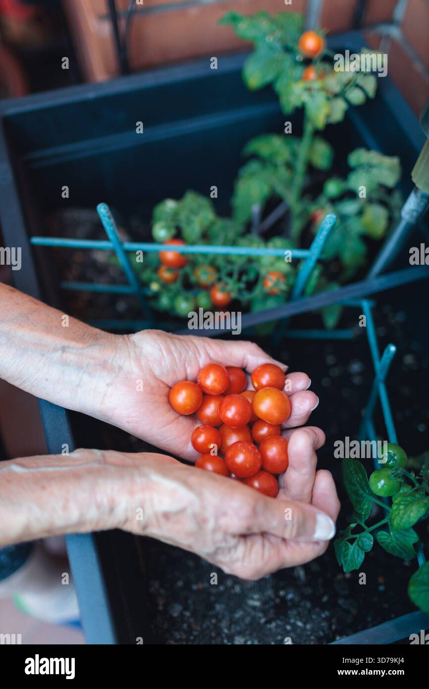 le mani di una donna anziana tengono i pomodori ciliegini freschi in un giardino di casa circondato dal verde Foto Stock
