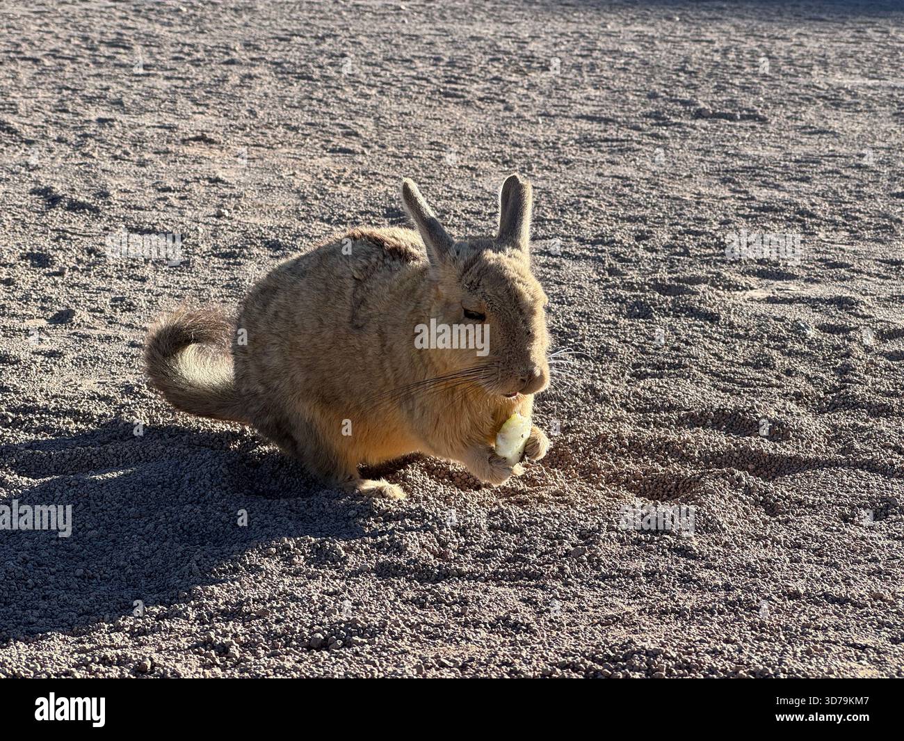 Viscacha nell'altipiano della Bolivia meridionale - un roditore simile a un coniglio della famiglia chinchilla Foto Stock
