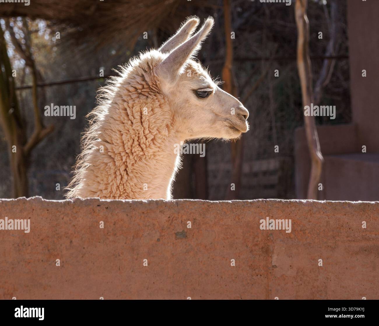 Giovane lama bianca che guarda su un muro di mattoni nel deserto di Atacama in Cile Foto Stock