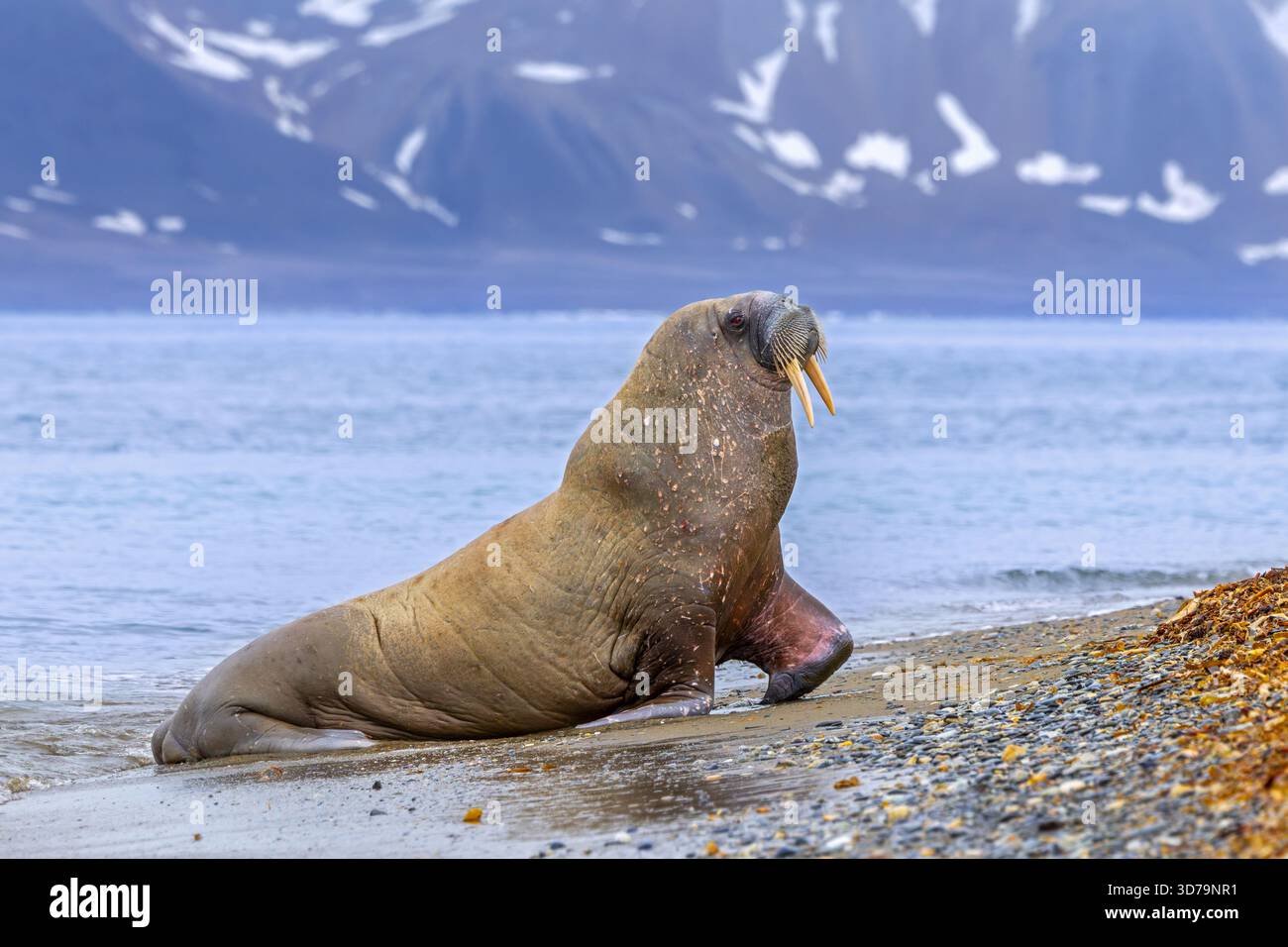 Walrus (Odobenus rosmarus) maschio adulto / toro che lascia l'acqua dell'Oceano Artico e si sposta sulla spiaggia lungo la costa delle Svalbard / Spitsbergen Foto Stock