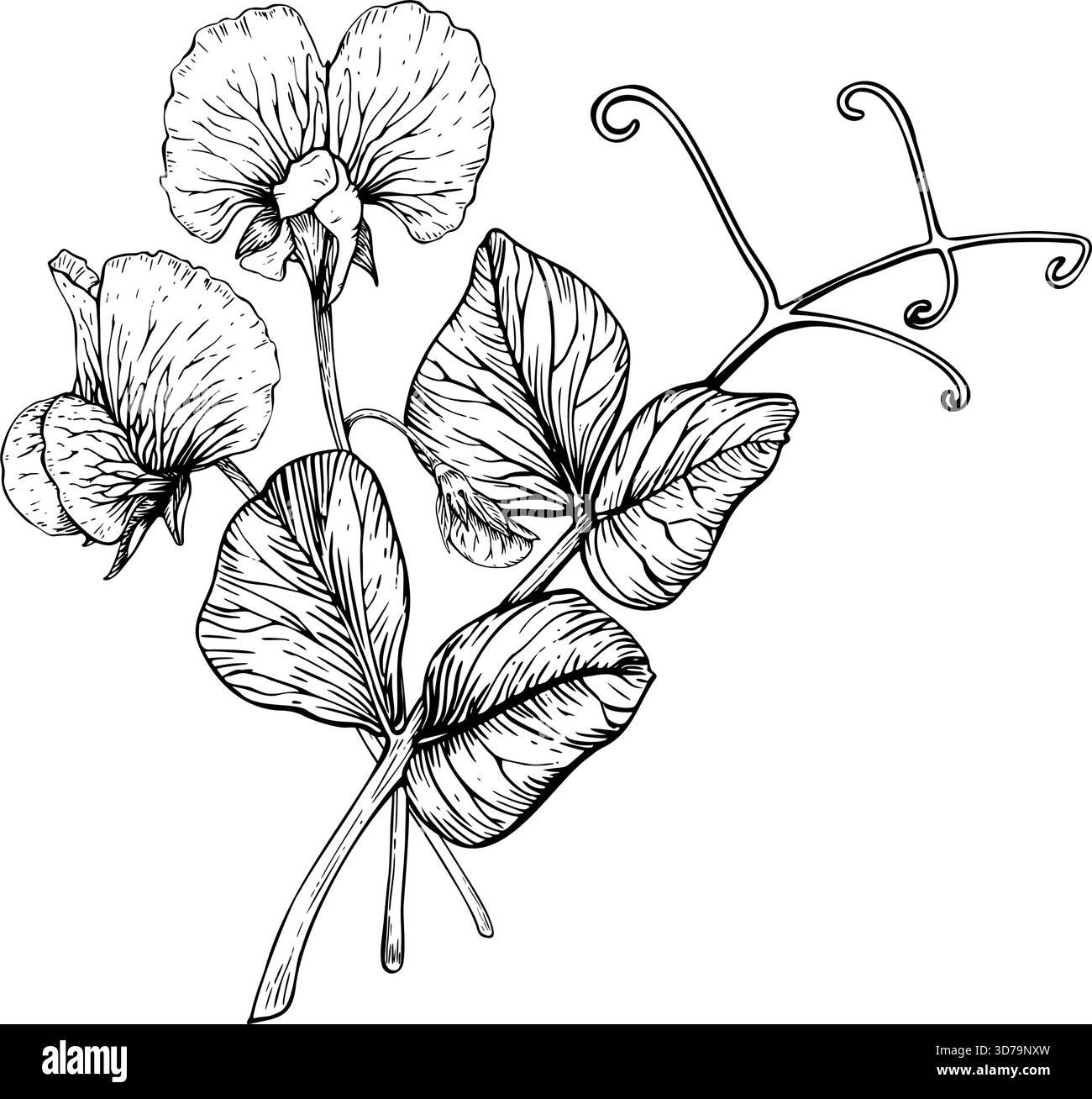 Delicata composizione botanica di fiori e foglie di pisello dolci. Petali arricciati, steli sottili e tendini ricci. Illustrazione vettoriale dettagliata Illustrazione Vettoriale