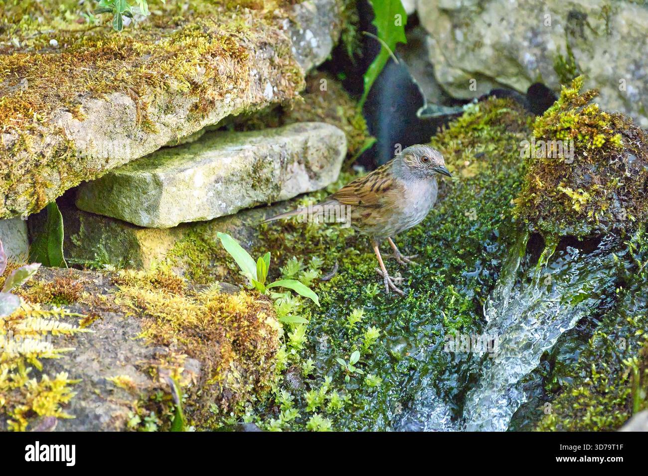 Il dunnock (Prunella modularis) è un piccolo uccello passerino, o uccello appollaiato, che si trova in tutta l'Europa temperata Foto Stock