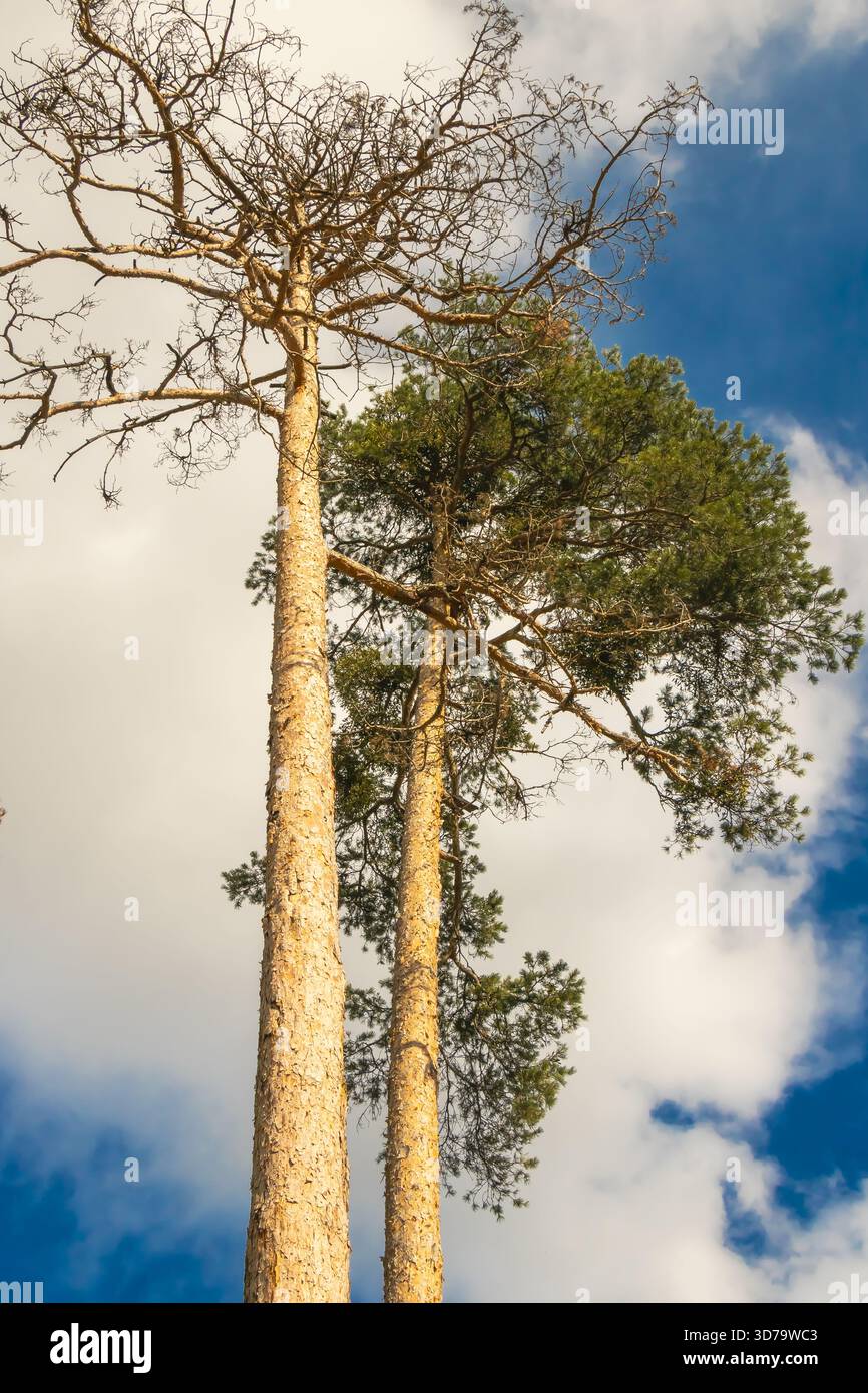 Due alti pini si stendono fianco a fianco sotto un cielo parzialmente nuvoloso, illuminato dalla calda luce del sole. La corteccia e i rami che raggiungono la superficie trasmettono un senso di altezza Foto Stock