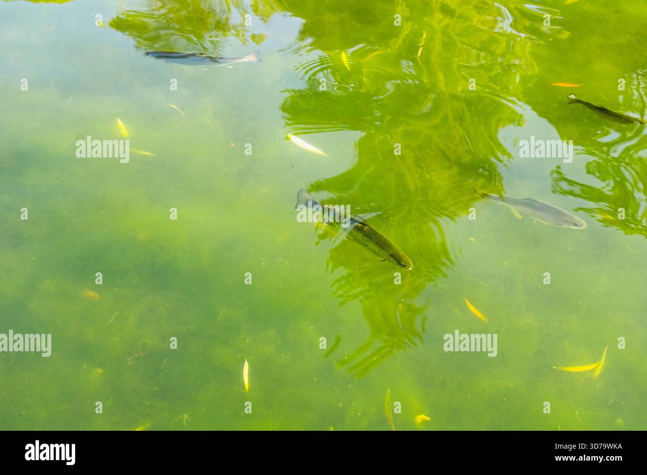 Diversi pesci si muovono con grazia sotto la tranquilla superficie verde di uno stagno, con riflessi di alberi che brillano alla luce del sole. L'immagine cattura il sereno Foto Stock