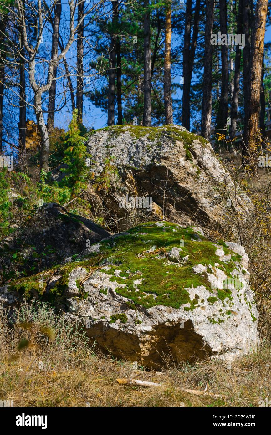 Il muschio copre grandi rocce tra un miscuglio di alberi sotto un cielo azzurro. La luce del sole filtra attraverso i rami, creando un'atmosfera tranquilla nel for Foto Stock
