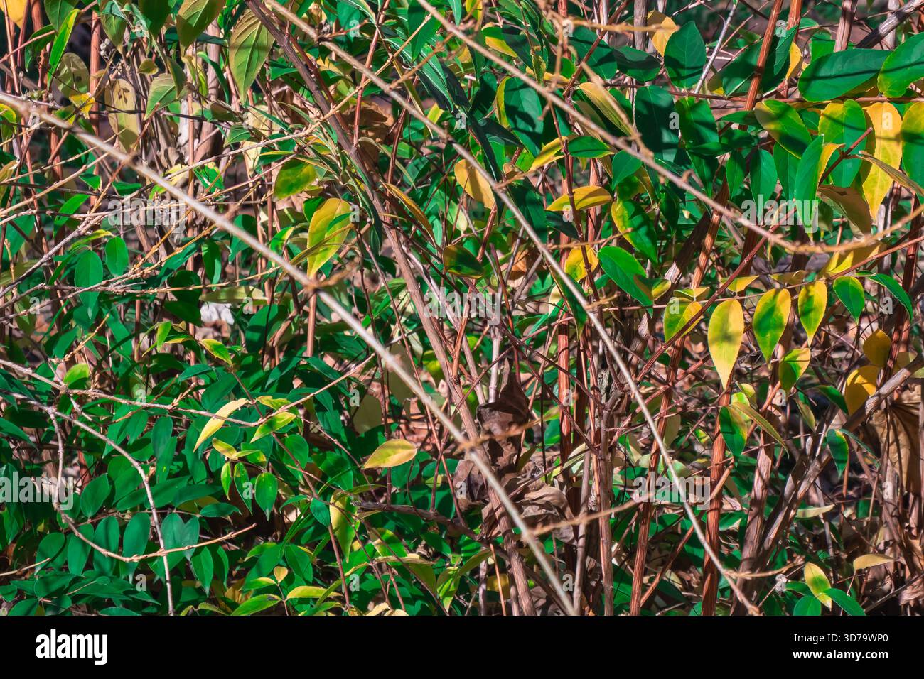 Vista ravvicinata di un boschetto intrecciato con foglie verdi e gialle che catturano la luce del sole. La combinazione di colori e trame evidenzia la transizione B. Foto Stock