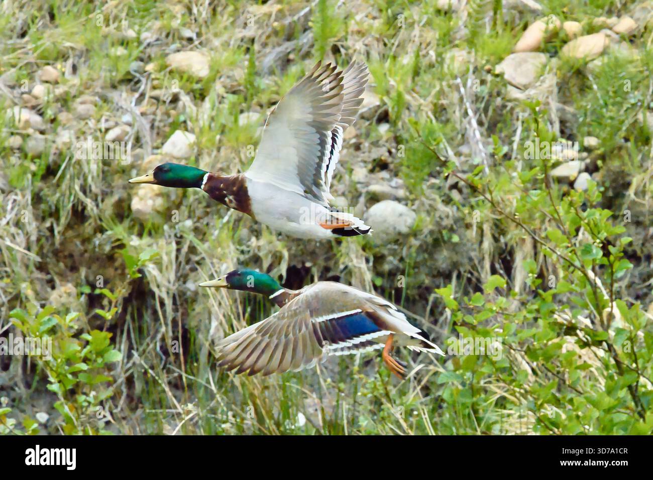 Mallards che volano sull'acqua Foto Stock