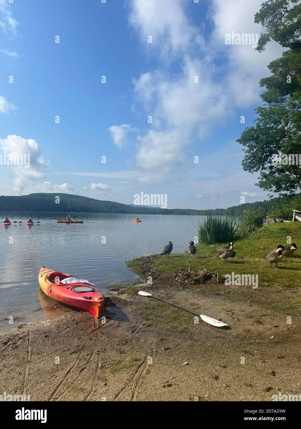 Pronti per un po' di canottaggio nel lago. Tranquillo e con oche. La natura è bella Foto Stock