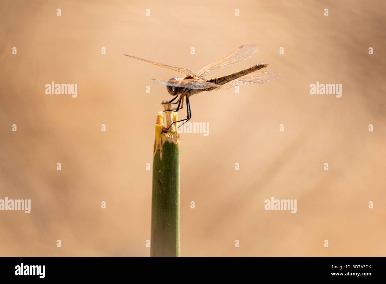 Femmina Violet Dropwing (trithemis annulata) arroccata su un ramoscello dall'atmosfera nebulosa Foto Stock