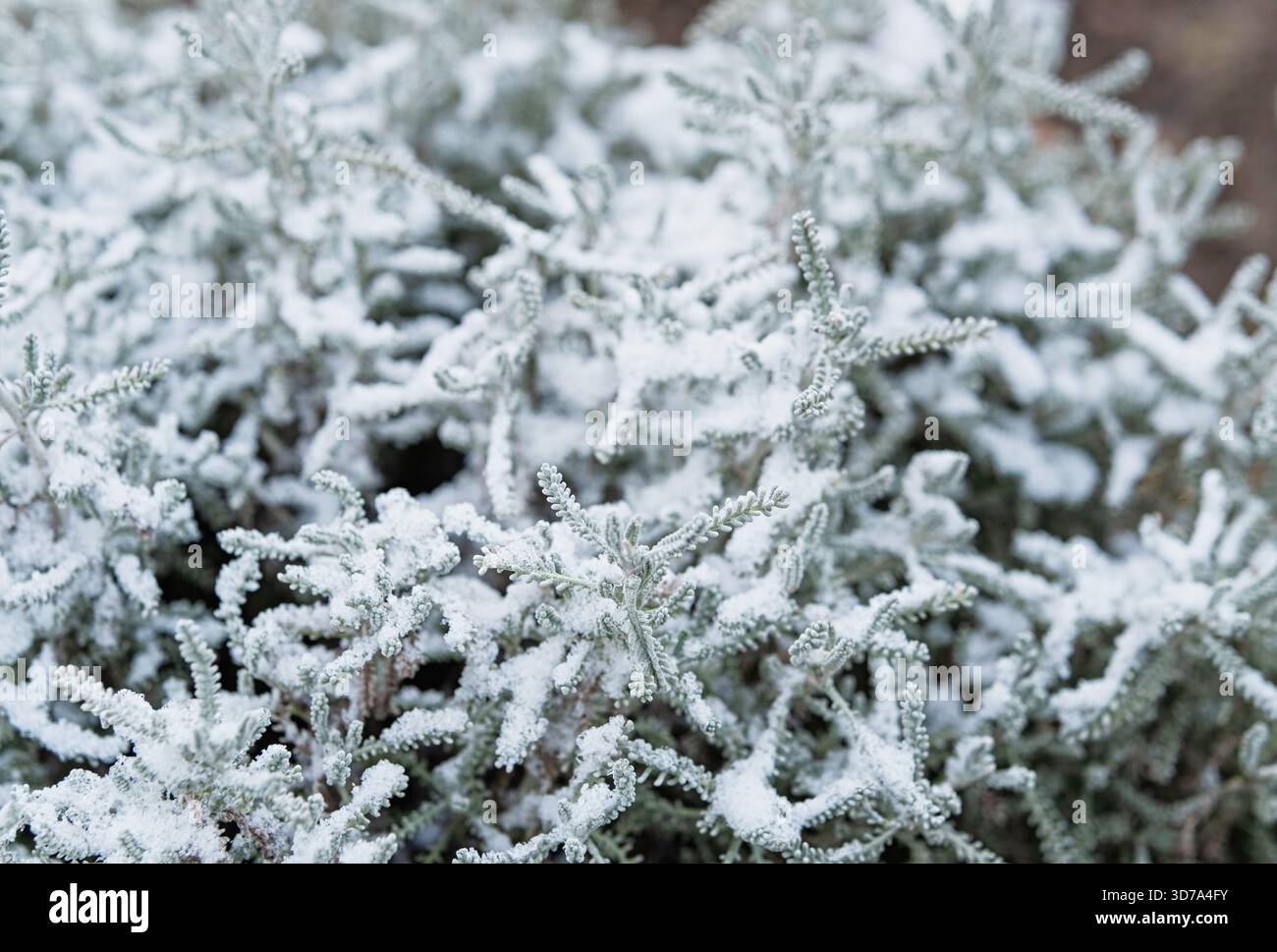 Arbusto Santolina chamaecyparissus innevato con un morbido fogliame argentato che crea una delicata texture invernale, perfetto per la natura stagionale e il freddo Foto Stock