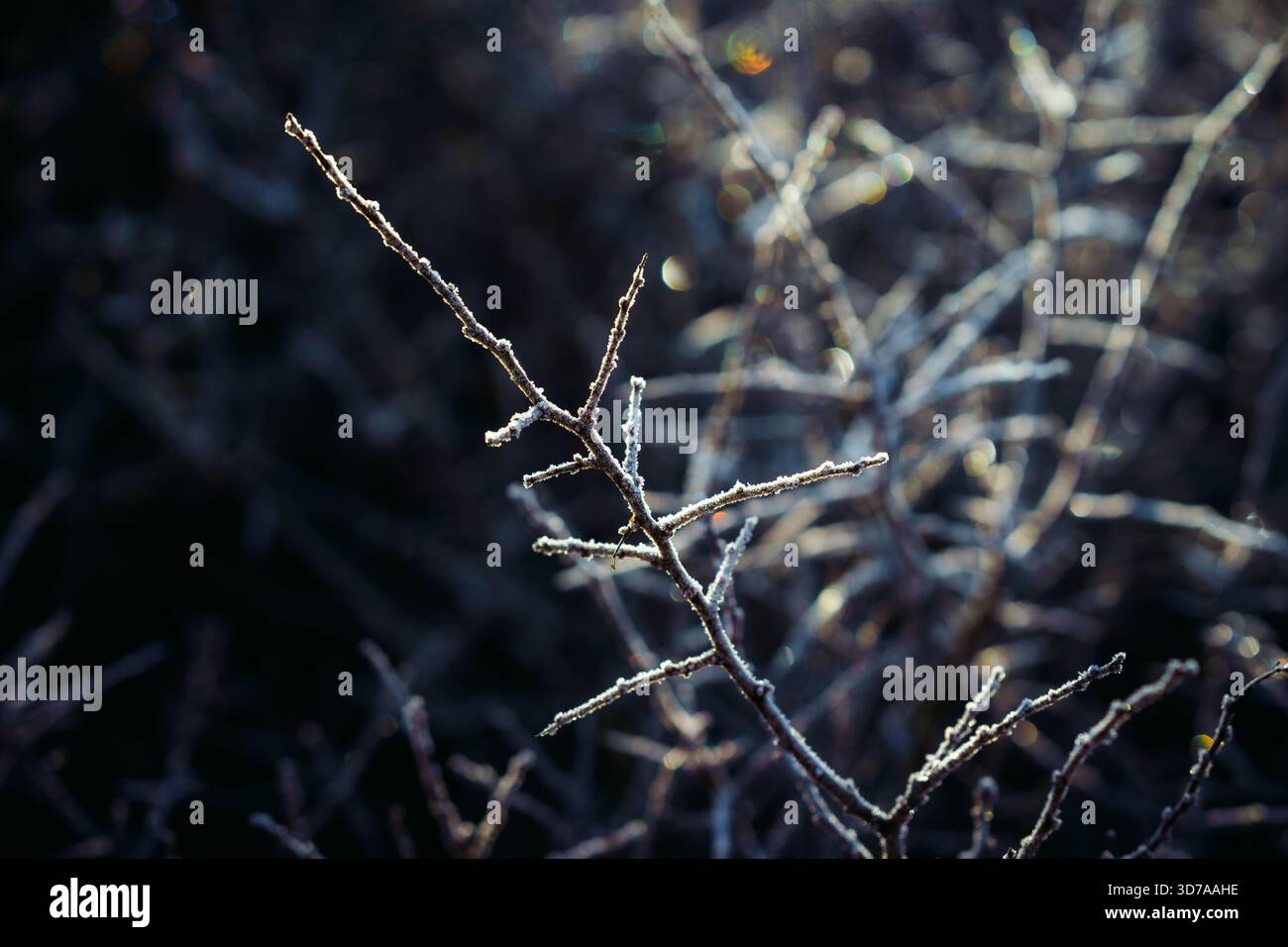 Primo piano di filiali ricoperte di gelo in condizioni invernali fredde Foto Stock