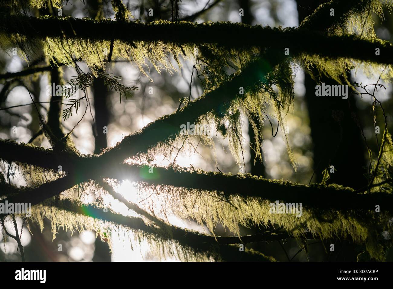 Barba Lichen che cresce sui rami degli alberi. Barba Lichen e muschi che crescono sui rami degli alberi nel Nord-ovest Pacifico. Foto Stock