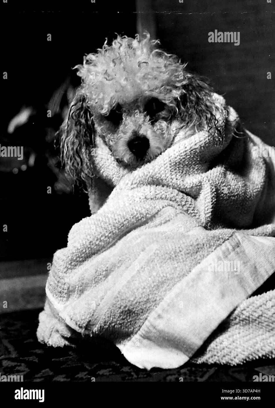 Non sto scherzando. Stavo solo pensando al ... che mi hai dato un'immersione fantastica e un blitz di un'acqua frizzante. Ora che sono tutto sciacquato, asciugato e di nuovo poodley mi porterai a vincere un premio, mi appoggio. Dopo aver attraversato il mulino in questo modo dovrei prendere il biscotto e se non ti dispiace, lo prendo ora. Sono solo un barboncino in miniatura di nome Tommy, ma quel bagno mi ha dato un appetito campione ... 'e' tutto finito. Non sto scherzando, sto solo pensando che sia bello essere di nuovo tutti poodley." 21 febbraio 1953. Foto Stock