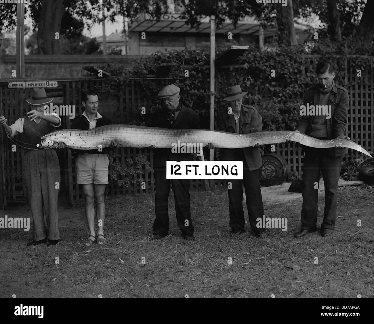 Un "serpente marino" di 12 piedi è stato catturato su una linea a mano sulla spiaggia di Balmoral oggi, da un uomo che pesca la testa piatta. Lo ha "scosso" quando ha visto cosa c'era sulla sua linea. A destra c'è la testa del "mostro" e l'immagine qui sotto dà un'idea della sua lunghezza. Il pesce serpentino è grigio pallido, con una testa "viziosa", occhi grandi, ma senza scaglie. Nella sua testa sono presenti spessimetri da 2 piedi. Dalla cima della testa alla coda è presente uno stemma rosso di 2 cm di spine sottili. Il pescatore, Keith McRae, disse: "Quando pesca mi aspetto di prendere qualcosa, ma questo mi ha davvero scosso." "Non ha avuto molta fatica come mi sono imbattuta." Museo australiano curato Foto Stock