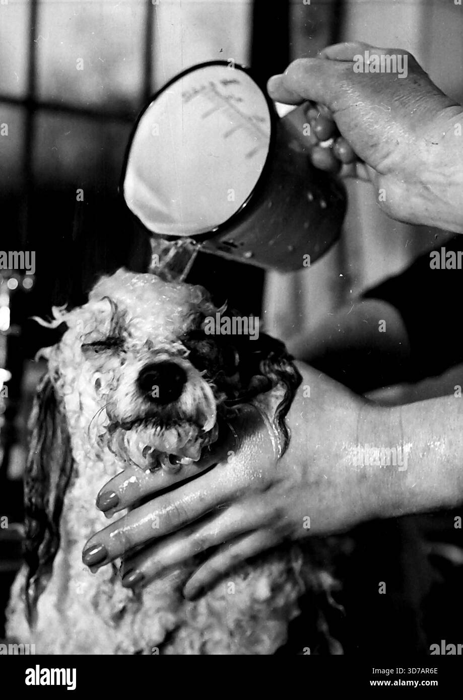 Mi piace ... non mi piace ... mi piace. Non mi dispiace che mi stiate i capelli dopo. Non sto scherzando. Stavo solo pensando al ... che mi hai dato un'immersione fantastica e un blitz di un'acqua frizzante. Ora che sono tutto sciacquato, asciugato e di nuovo poodley mi porterai a vincere un premio, mi appoggio. Dopo aver attraversato il mulino in questo modo dovrei prendere il biscotto e se non ti dispiace, lo prendo ora. Sono solo un barboncino in miniatura di nome Tommy, ma quel bagno mi ha dato un appetito campione ... . 24 febbraio 1953. (Foto di Daily Mirror). Foto Stock