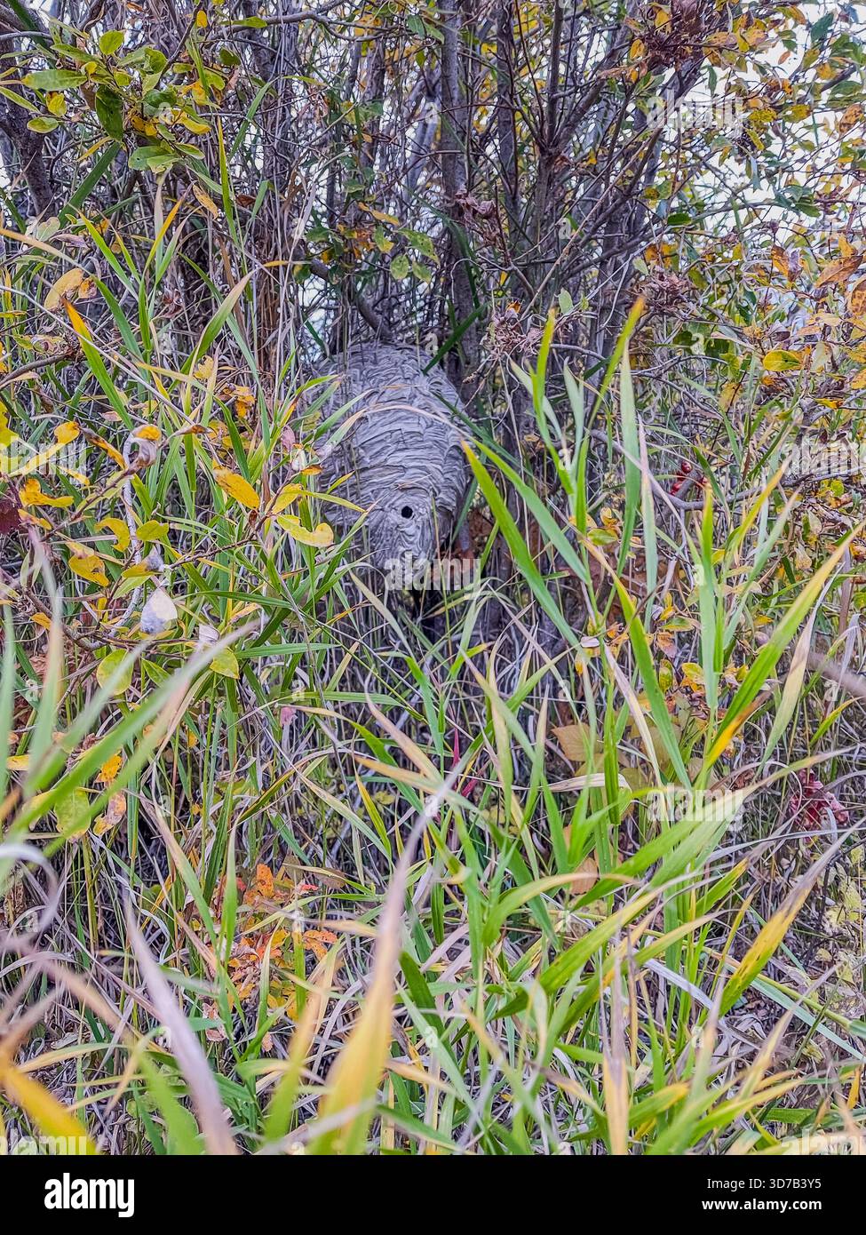 Una tartaruga riposa tranquillamente tra le vibranti foglie autunnali e l'erba alta. La scena cattura la pacifica convivenza tra natura e fauna selvatica in un sereno abitante - Immagine stock catturata con smartphone