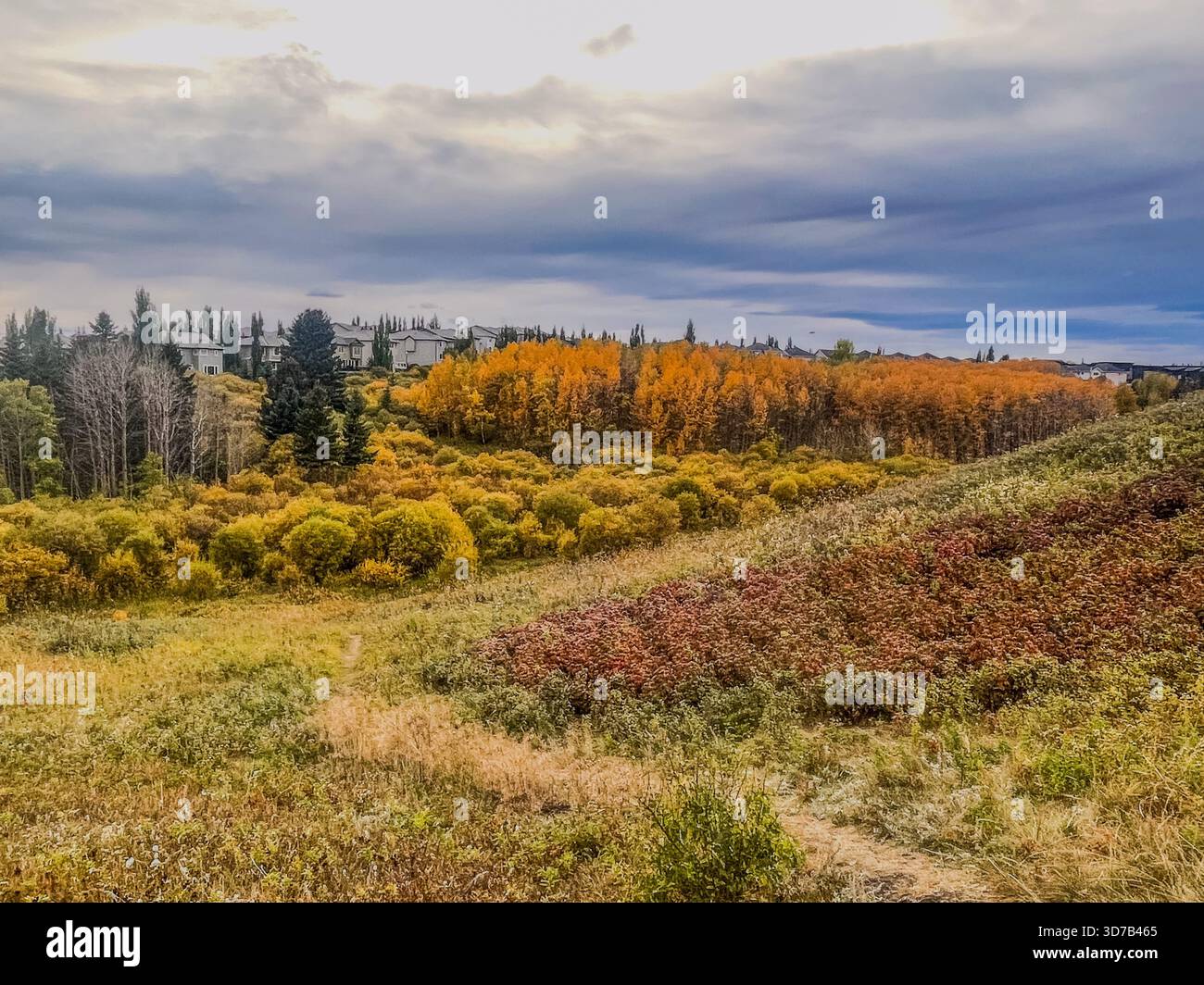 I vivaci colori autunnali adornano il paesaggio, mostrando alberi arancioni e gialli sotto un cielo grigio. Un ambiente tranquillo perfetto per gli amanti della natura - Immagine stock catturata con smartphone