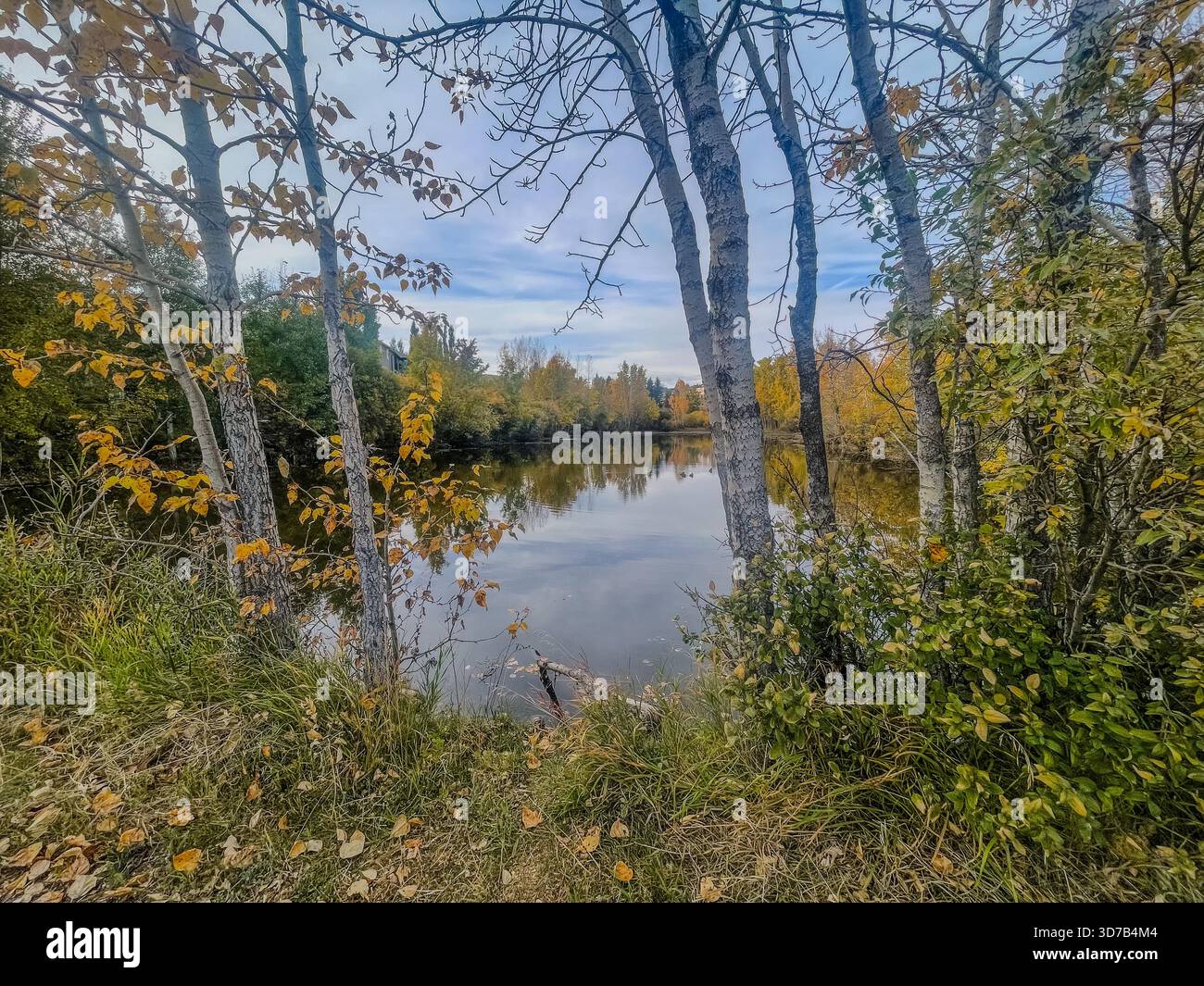 Un fiume tranquillo riflette le foglie autunnali nelle sfumature di arancione e giallo. Gli alberi fiancheggiano il bordo dell'acqua, creando una vista pittoresca della campagna. T - Immagine stock catturata con smartphone