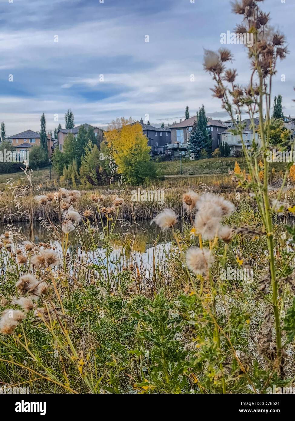 In una tranquilla area suburbana, i fiori selvatici fioriscono accanto a un laghetto riflettente. Le morbide nuvole si spostano nel cielo blu e gli alberi mostrano segni di colori autunnali, creando - Immagine stock catturata con smartphone