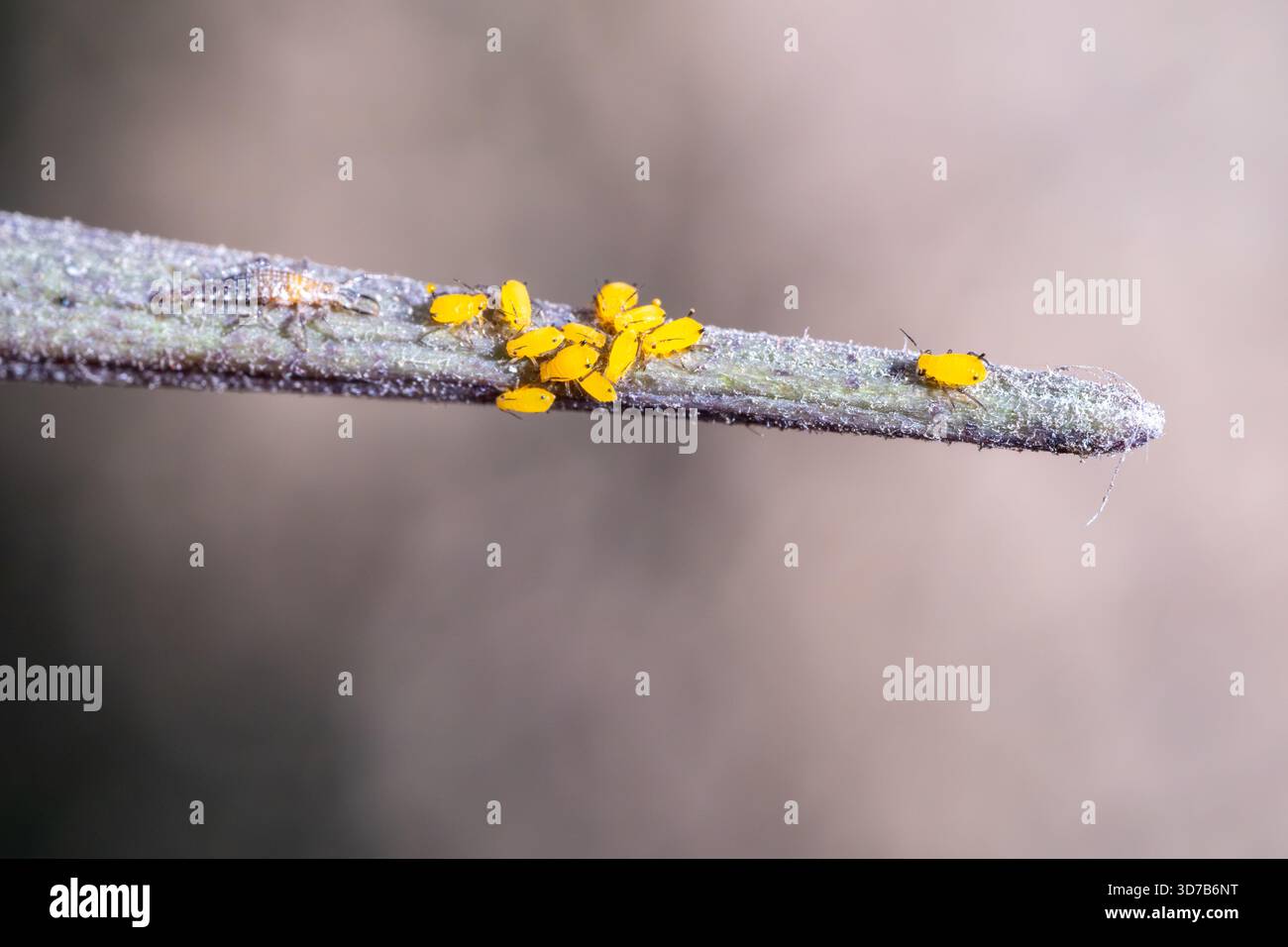Un gruppo di afidi di Oleander (Aphis nerii), sotto la minaccia di predazione mangiato dalla larva di Chrysoperla carnea lacewing, il Cairo, Egitto Foto Stock