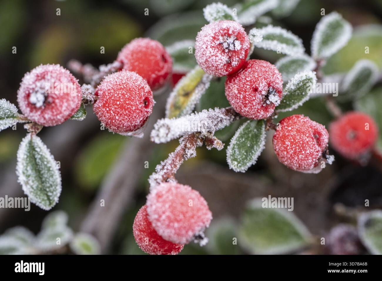 Cotoneaster (Cvotoneaster dammeri), Fruits, Emsland, bassa Sassonia, Germania Foto Stock