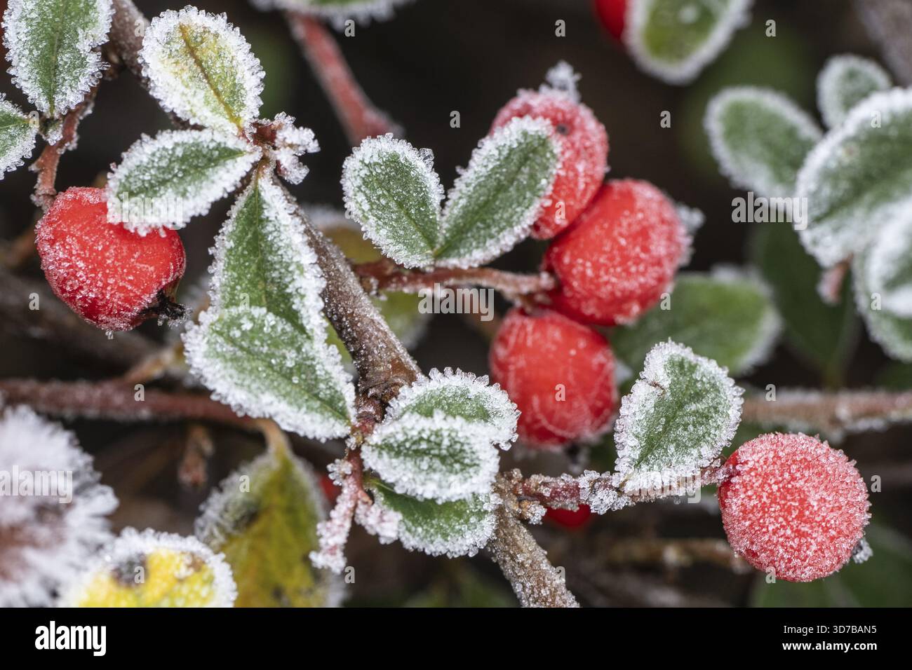 Cotoneaster (Cvotoneaster dammeri), Fruits, Emsland, bassa Sassonia, Germania Foto Stock