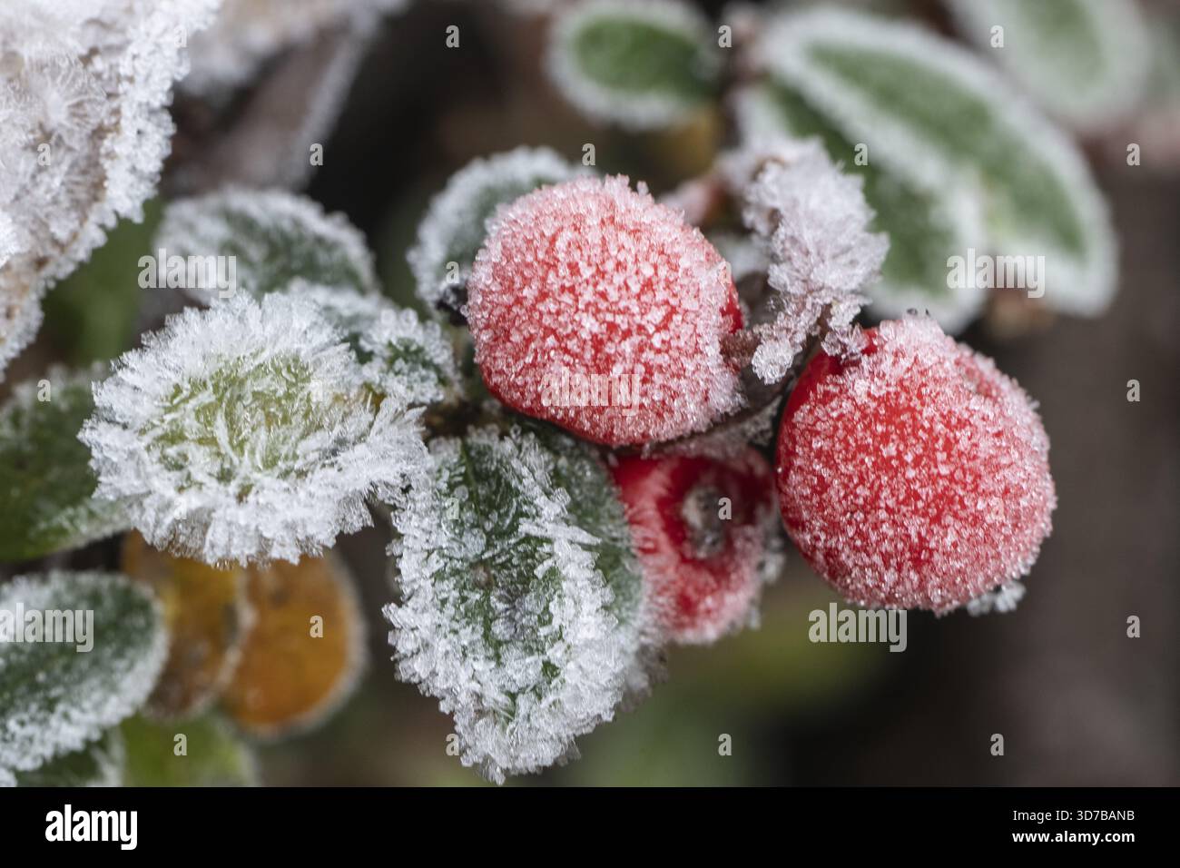Cotoneaster (Cvotoneaster dammeri), Fruits, Emsland, bassa Sassonia, Germania Foto Stock