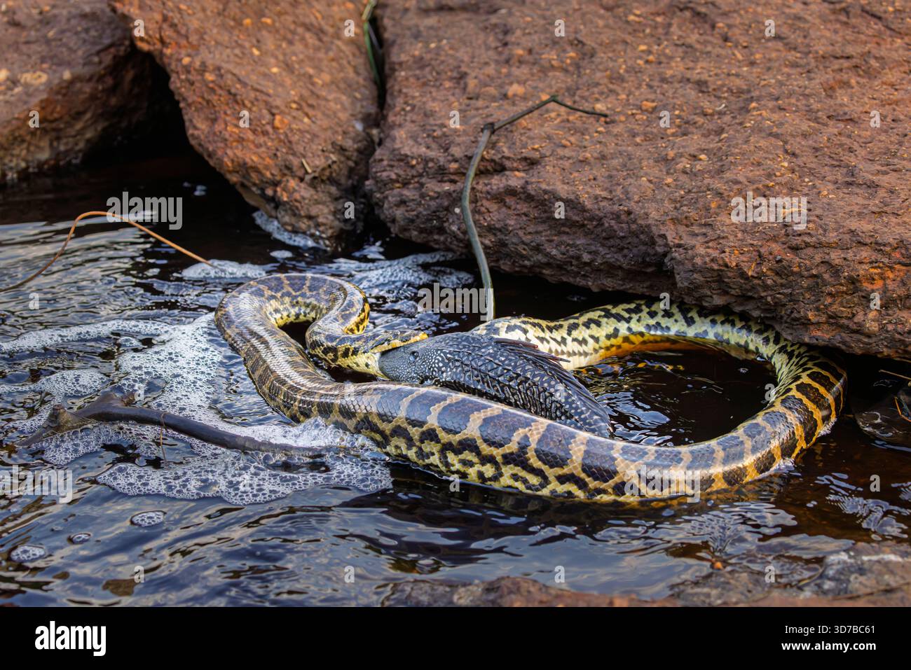 Un anaconda giallo (Eunectes notaeus) serpente semi-acquatico visto al Caiman Lodge nel sud di Pantanal, in Brasile, inizia a divorare la sua preda, un grande pesce Foto Stock