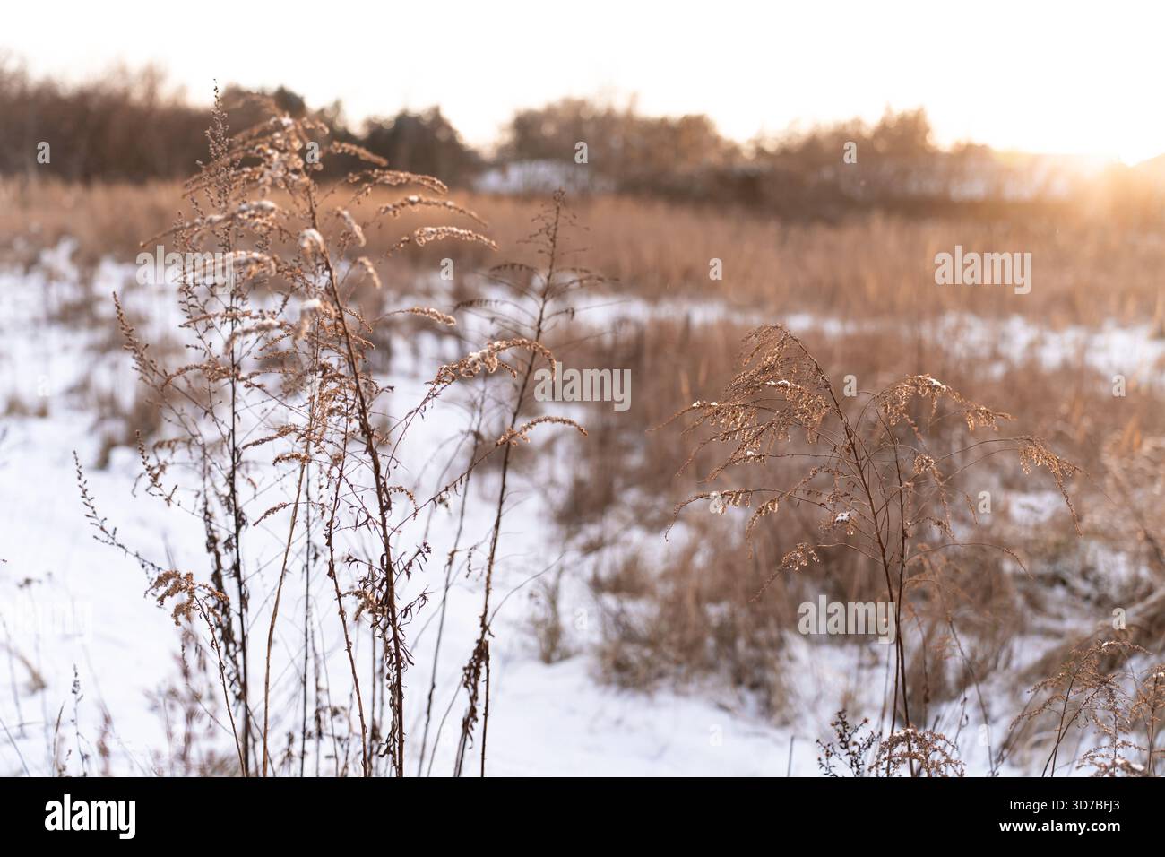 Vivace collezione floreale primavera ed estate: Girasoli, rose e fiori selvatici Foto Stock