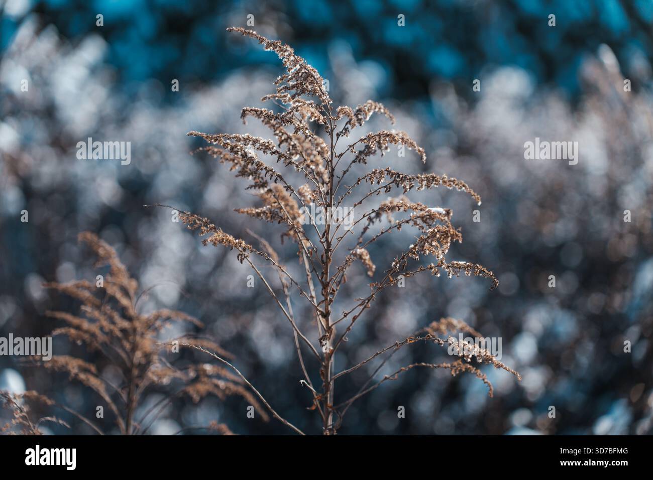 Vivace collezione floreale primavera ed estate: Girasoli, rose e fiori selvatici Foto Stock