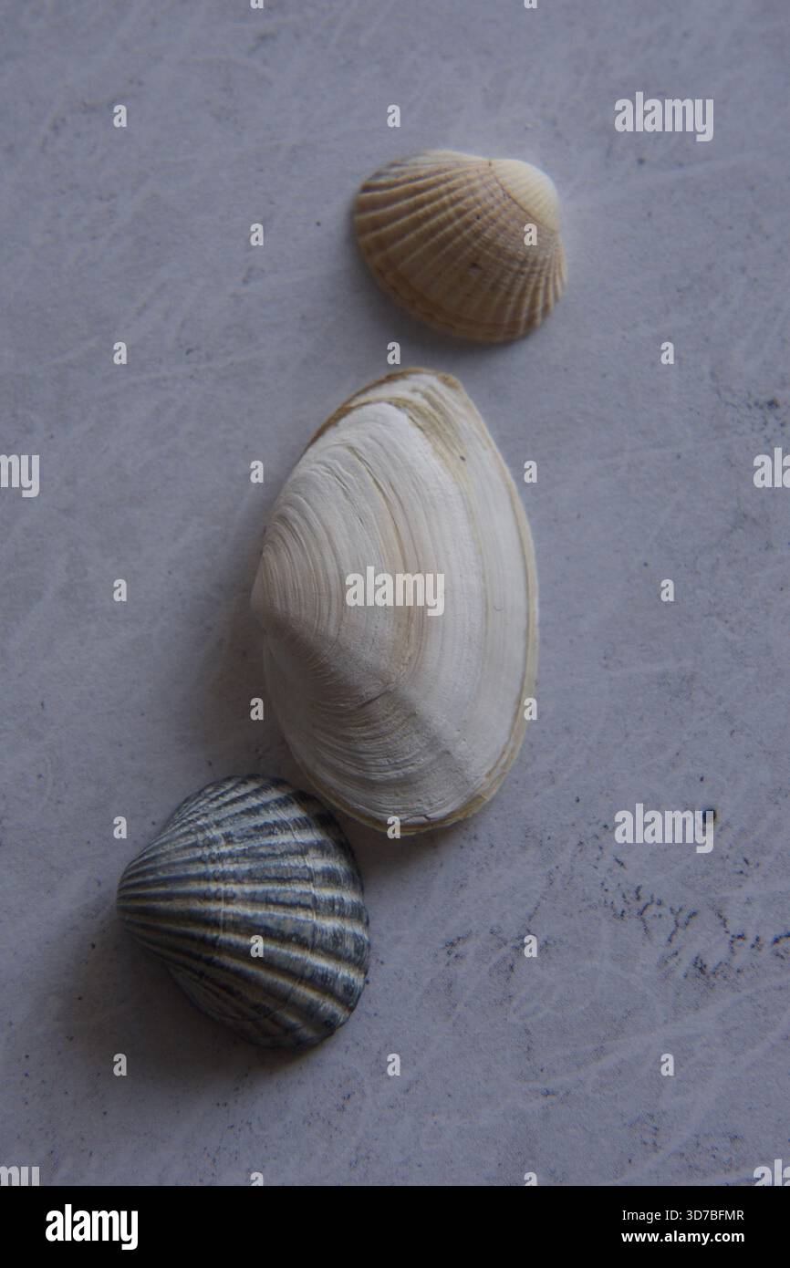 Quattro piccole conchiglie marine bianche disposte diagonalmente su uno sfondo blu testurizzato e turchese simile all'acqua Foto Stock