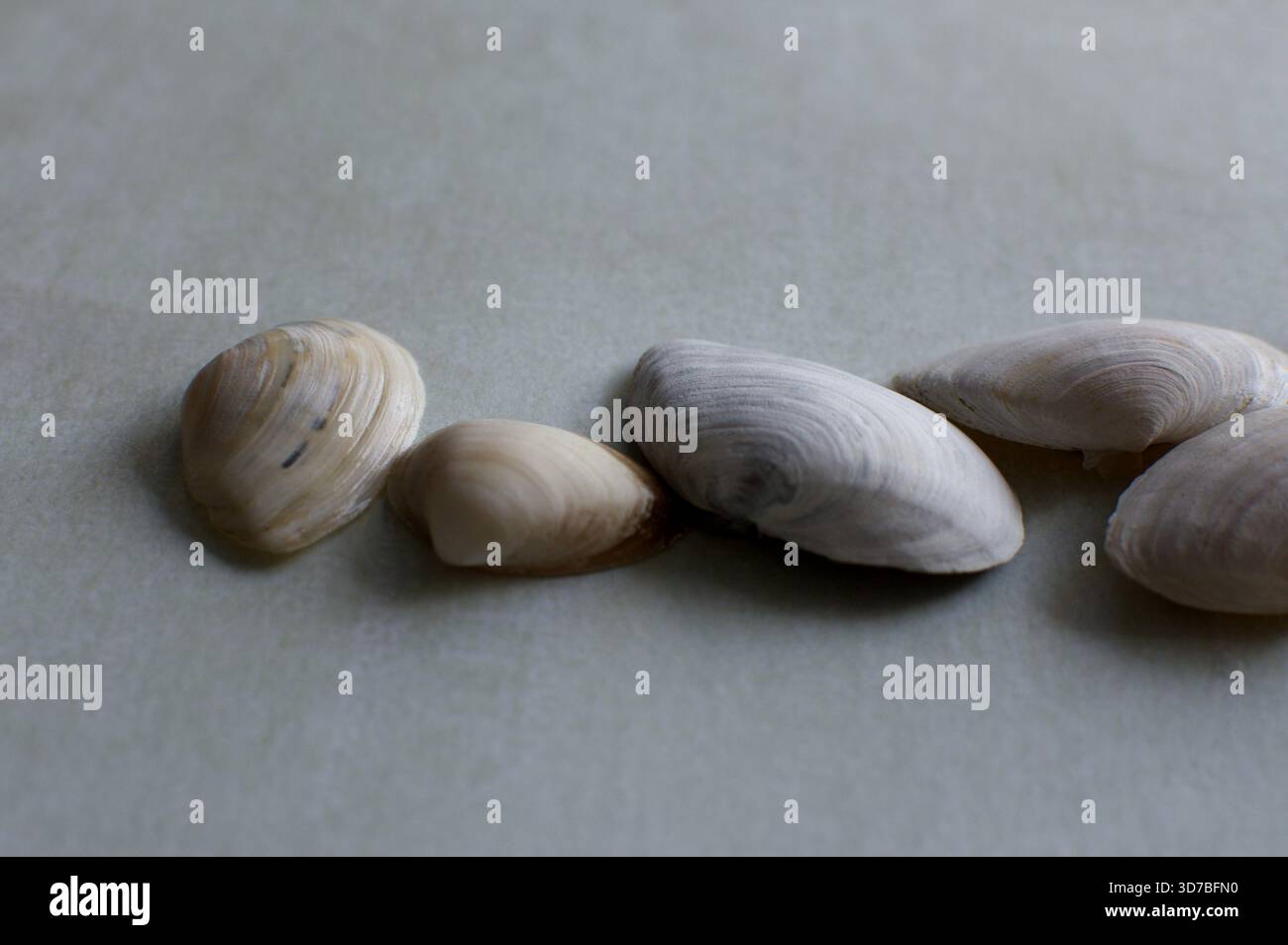 Quattro piccole conchiglie marine bianche disposte diagonalmente su uno sfondo blu testurizzato e turchese simile all'acqua Foto Stock