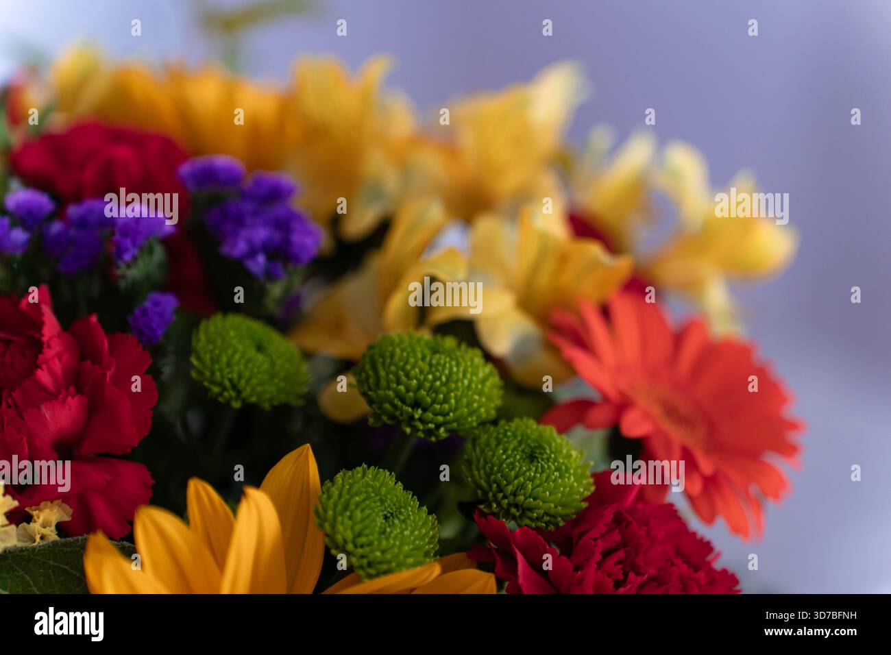 Vivace collezione floreale primavera ed estate: Girasoli, rose e fiori selvatici Foto Stock