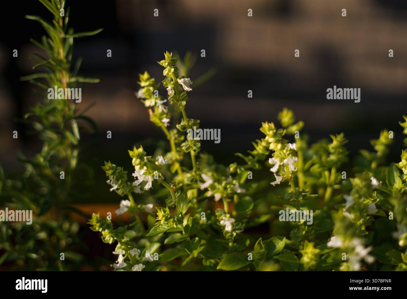 Vivace collezione floreale primavera ed estate: Girasoli, rose e fiori selvatici Foto Stock