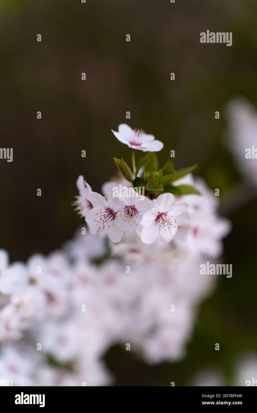 Vivace collezione floreale primavera ed estate: Girasoli, rose e fiori selvatici Foto Stock