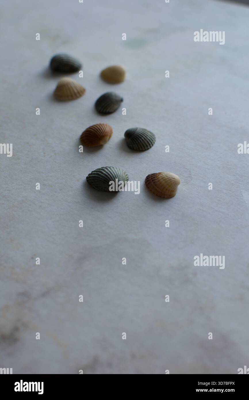 Quattro piccole conchiglie marine bianche disposte diagonalmente su uno sfondo blu testurizzato e turchese simile all'acqua Foto Stock